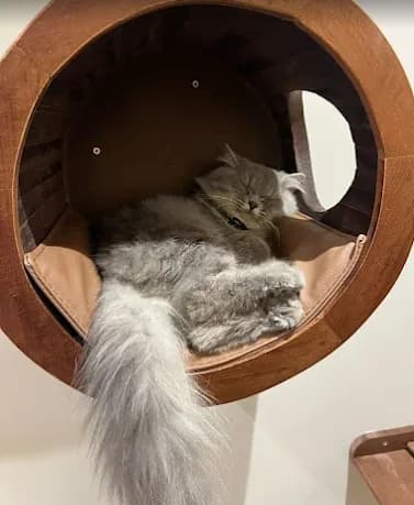 Un chat gris à poil long endormi dans une niche ronde en bois fixée au mur, la queue pendant par-dessus le bord.