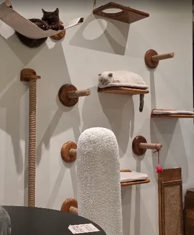 Un mur crème équipé de perchoirs en bois, de hamacs et d'un grand griffoir en sisal, avec deux chats installés sur les étagères hautes.